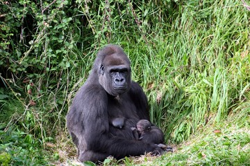 Lowland gorilla