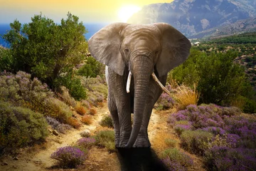 Fotobehang Olifant die op de weg loopt bij zonsondergang © Patryk Kosmider