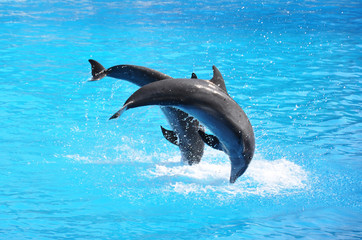 Pair of dolphins