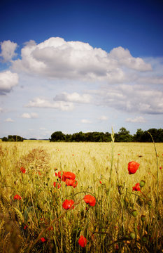 Cornfield with poppies
