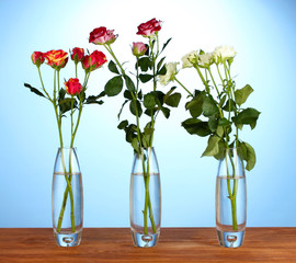 Beautiful roses in glass vases on blue background close-up