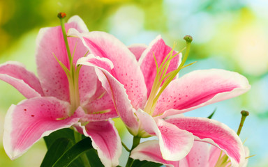 beautiful pink lily, on green background