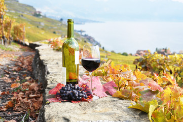 Red wine and grapes on the terrace of vineyard in Lavaux region,