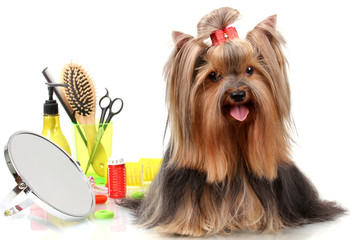 Beautiful yorkshire terrier with grooming items isolated - obrazy, fototapety, plakaty