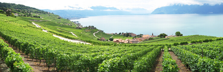 Famouse vineyards in Lavaux region against Geneva lake. Switzerl