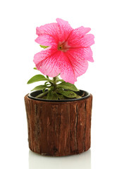 pink petunia in flowerpot isolated on white.