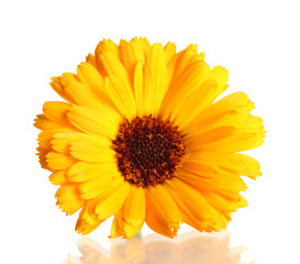 beautiful calendula flower, isolated on white