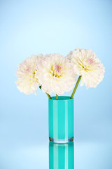 Beautiful white dahlias in blue vase on blue background