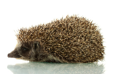 Hedgehog, isolated on white
