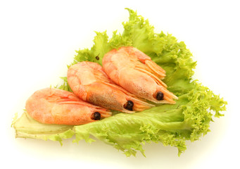 Boiled shrimps on lettuce leaves, isolated on white