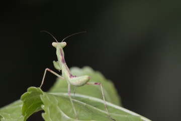 mantis
