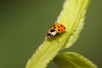 ladybug on green leaf