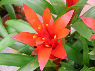 Obraz premium showy bromeliads plant