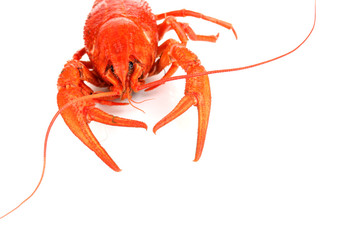 Tasty boiled crayfish isolated on white