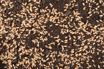Wheat grain on the soil