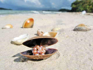Fototapeta na wymiar Muszle na plaży Langkawi, Malezja