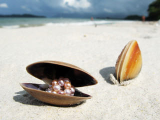 Fototapeta na wymiar Muszelki na plaży wyspy Langkawi, Malezja