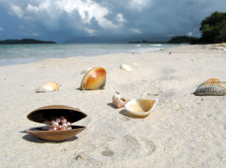 Seashells on a beach of Langkawi island, Malaysia