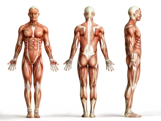 Foto op Canvas anatomy, muscles © adimas