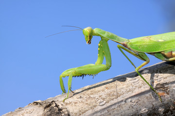 closeup of mantis