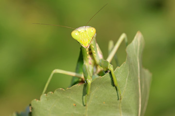 closeup of mantis