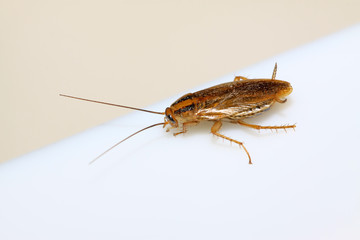 closeup of cockroach