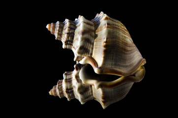 Gastropod shell