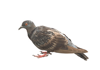 Sick pigeon isolated on white background
