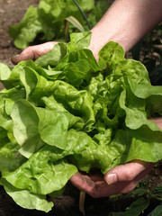 Fresh lettuce