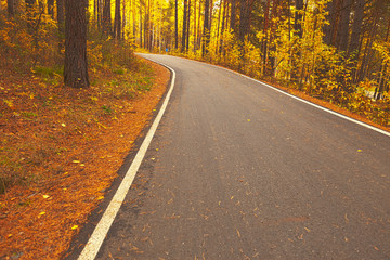 Road during autumn