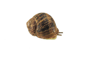 Caracol saliendo de la concha