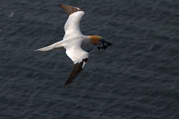 Fototapeta na wymiar Gannets dotyczące ptaków na klifach Helgoland