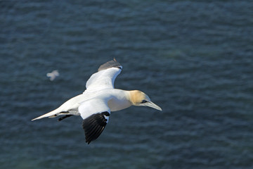 Fototapeta na wymiar Gannets dotyczące ptaków na klifach Helgoland