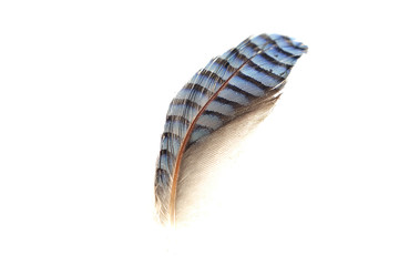Pluma azul