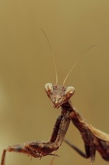 Mantisportrait