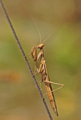 Mantis