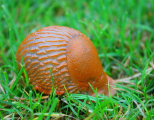 limace orange dans l'herbe