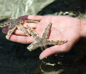 Two starfish