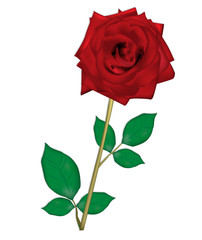 Fototapeta premium Rose dla mojego kochanego