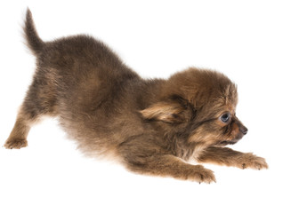 Obraz premium Funny puppy Chihuahua poses on a white background