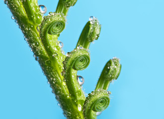 leaf with drops - macro photography