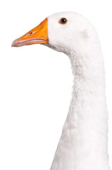 Domestic goose