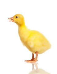 Domestic gosling