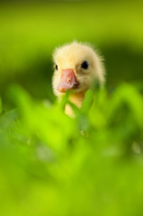 Naklejka premium Domestic gosling