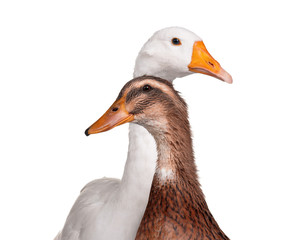Duck and goose