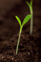 Green seedling