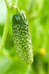 Green cucumber
