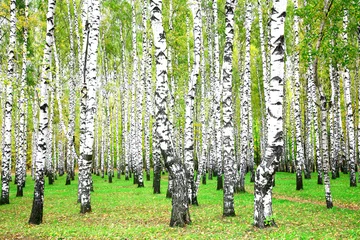 Printed roller blinds Birch grove September autumn birch grove