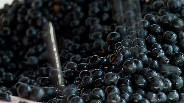 Manually partition of grapes on the conveyor line at a winery 