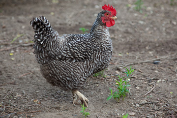 Hen